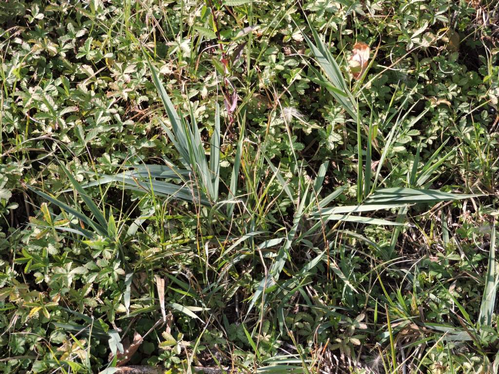 Phragmites australis